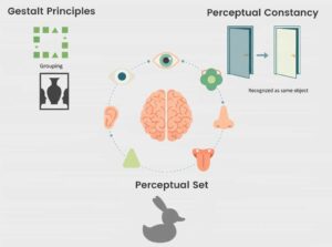 Perception Psychology: How Your Mind Shapes Reality